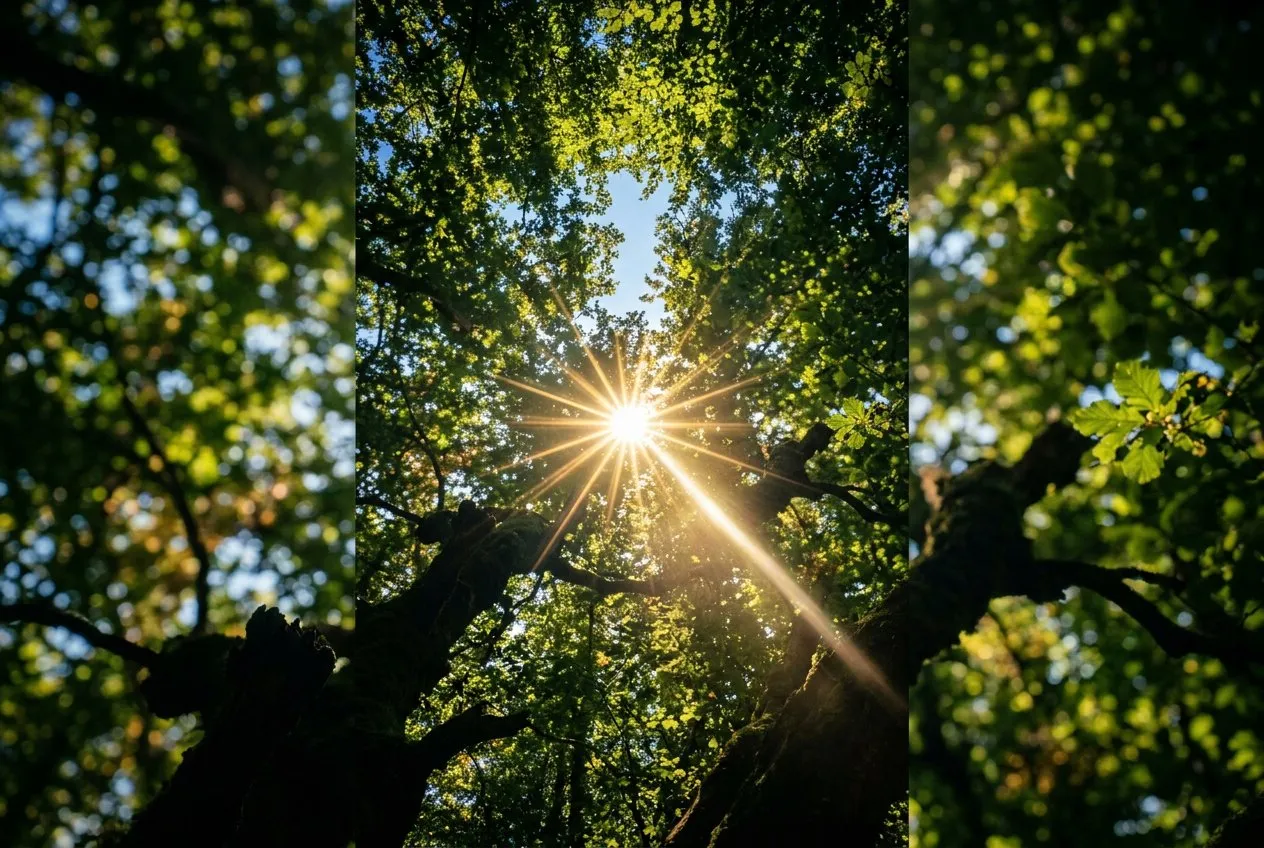 低角度仰拍穿越森林樹冠缺口，單道陽光破葉而入形成耀眼星芒，周圍葉片化為柔焦光暈，暗色樹枝框住四角